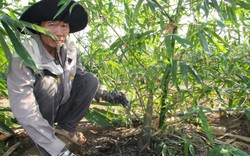 Trồng thứ cây "đẻ con" dưới gốc ở Ninh Thuận, nông dân cắt thứ này bán 40.000-50.000 đồng/kg