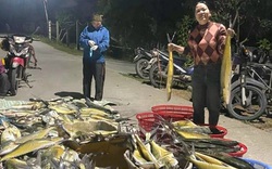 Một vùng biển ở Quảng Bình xuất hiện đàn cá bè xước khổng lồ, ngư dân ra khơi đánh bắt thu tiền tỷ