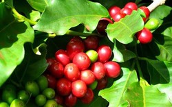 Giá cà phê ngày 7/3: Giá Robusta trở lại mức cao nhất 16 năm, cà phê trong nước cũng tăng vọt 