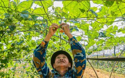 Nông dân ở làng rau này ở Đà Nẵng dùng "độc chiêu" giúp những vườn mướp của mình cho trái to, dài, thẳng tắp