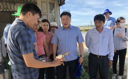 Nuôi cua gạch to bự, nuôi lợn kiểu "nông nghiệp tuần hoàn" ở Thừa Thiên Huế, hễ nói bán là hết sạch