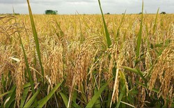 Giá lúa gạo hôm nay 8/3/2024: Giá lúa RVT và ST24 tăng mạnh 700 – 1.000 đồng/kg