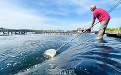 Ở Cà Mau có ông nông dân nuôi tôm kiểu gì mà trúng liên tiếp, cất căn nhà giá 40 lượng vàng?