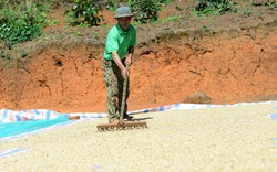 Giá cà phê phá mốc 90.000 đồng/kg nhân, người dân Lâm Đồng tiếc hùi hụi vì... hết cà, lại thêm nỗi lo thiếu nước tưới