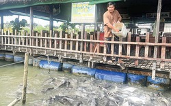 Tỷ phú nông dân nuôi cá đặc sản dày đặc giữa dòng sông Hậu, "vớt lên" 7 tỷ/năm