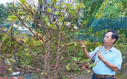 Sau Tết, ở Bình Phước là thời điểm vào mùa của nghề trồng cây cảnh đang hot, thu nhập tốt
