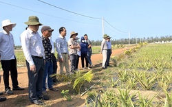 “Trắng” dự án nông nghiệp trong danh mục dự án thu hút đầu tư vào Quảng Ngãi giai đoạn 2024-2025