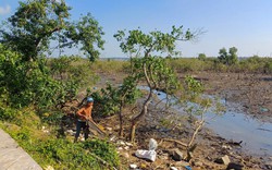Ngành nông nghiệp Quảng Nam tìm cách "cứu" rừng ngập mặn bị chết