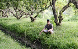 Ở một xã của Tiền Giang, nông dân đang bơm chuyền nước kiểu gì để "làm mát" 817ha cây ăn trái?