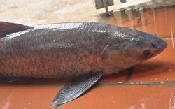 Nuôi "loài cá 3 sao" ở một cái hồ nhân tạo lớn nhất Việt Nam tại Hòa Bình, HTX này bán ra 15 tấn