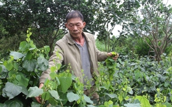 Trồng rau rừng đặc sản, xào thơm phức, nhà ông nông dân Thái Nguyên rủng rỉnh tiền tiêu là có thật