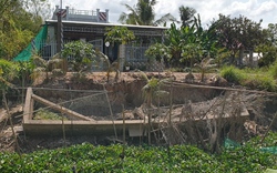 Sụt lún, sạt lở vùng ngọt ở Cà Mau, gây thiệt hại  hàng tỷ đồng