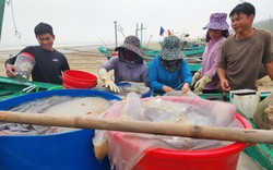 Ra biển Hà Tĩnh vớt hàng tấn "con lùng nhùng" mềm bún bán cho người ta làm vô số món ngon