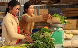 So với thế giới, diện tích sản xuất nông nghiệp hữu cơ tại Việt Nam còn rất thấp