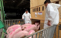 Lô lợn nái hơn 200 con "đi máy bay" từ Đan Mạch được nhập khẩu về Việt Nam