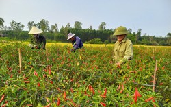 Thuê đất trồng ớt, một cựu chiến binh ở Quảng Nam có thu nhập khá