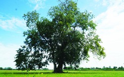 Giữa cánh đồng ở Tây Ninh mọc cây cổ thụ đẹp, y như "cây cô đơn", thân mọc thứ nấm lạ to như bàn tay