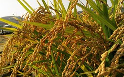 Nguồn cung dồi dào, giá gạo xuất khẩu của Việt Nam đang cạnh tranh nhất
