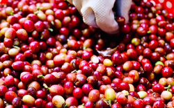 Giá cà phê ngày 12/4: Tăng mạnh do lo ngại về sản lượng toàn cầu