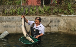 Thoát nghèo, trở thành triệu phú nhờ nuôi cá nước lạnh ở chân núi Ngũ Chỉ Sơn