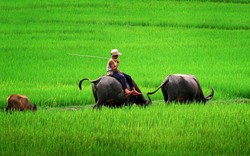 Kể chuyện làng: Nghe tiếng mõ trâu, nhung nhớ khoảng đời thơ bé