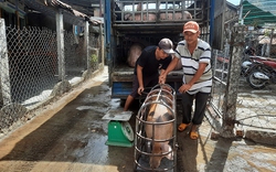 Loại vật nuôi phổ biến này đang có giá tốt ở Phú Yên, sao ngành chức năng khuyến cáo chưa nên tái đàn?