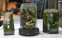 Thu nhập thấp, giới trẻ vẫn sẵn sàng chi tiền triệu với thú chơi Terrarium