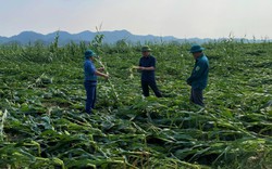 Xuất hiện trận lốc xoáy kinh hoàng, toàn bộ cánh đồng ngô hơn 170ha của một xã ở Nghệ An bị xóa sổ