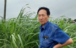 Chỉ trồng cỏ nuôi dê, lợi lộc thế nào mà ông nông dân Hải Phòng được cả làng tấm tắc khen?