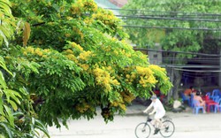Mỗi độ tháng 4 về, nhiều con đường ở TP Hà Tĩnh lại được "nhuộm" vàng rực bởi loài hoa có cái tên mỹ miều