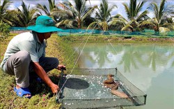 Xã đầu tiên của Cà Mau nuôi tập trung 2 loại cá đặc sản giàu đạm, nhà nào nuôi cũng khá giả hẳn lên