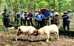 Hội Nông dân Ninh Bình khảo sát công tác chuẩn bị tổ chức Hội chọi dê 
