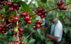 Giá cà phê ngày 17/4: Cà phê Việt Nam lại  "xô đổ" mức giá cao kỷ lục vừa thiết lập, nguồn cung eo hẹp