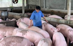 Giá lợn hơi toàn quốc lên nhanh, cao gần bằng với đỉnh điểm tháng 6 năm ngoái