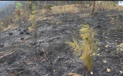 Một hộ dân dọn, đốt rẫy làm cháy gần 9ha rừng ở Kon Tum