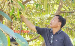 Một nông dân Bình Phước có tới 10ha trồng sầu riêng, năm nay bắt đầu cắt trái bán thu tiền về