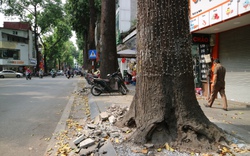Mục sở thị hàng cây sao đen tại Hà Nội sau khi được  "giải cứu"