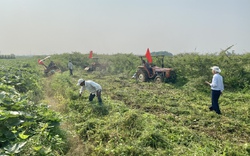 Nông dân Điện Bàn ở Quảng Nam đang diệt trừ một sinh vật ngoại lai nguy hiểm