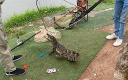 Cần thủ bất ngờ bắt được cá sấu dài gần 1 mét giữa hồ câu Hà Nội