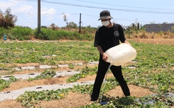 Trưởng phòng Dự báo Đài khí tượng thủy văn khu vực Nam bộ: Miền Đông có nơi nắng nóng gay gắt