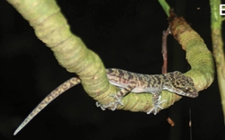 Một loài thằn lằn chân ngón mới vừa được phát hiện ở Lào Cai, thế giới chưa đâu có