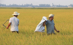 Việt Nam sẽ có sản phẩm lúa "giảm phát thải" đầu tiên vào tháng 8 tới đây