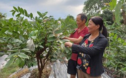 Rời phố thị về mua đất trồng bạt ngàn cây ăn quả, vợ chồng lão nông Thái Nguyên "hái" bội tiền bên dòng sông Công