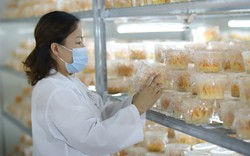 Đông trùng hạ thảo Thiên Phúc: Thương hiệu Việt 15 năm vì sức khỏe cộng đồng 