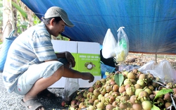 Một loại trái đặc sản của Bình Dương giảm 70% năng suất, nông dân than khó giữ vườn cây ăn trái