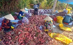 Đào lên la liệt một loại củ ngon, dân 2 huyện ở Kiên Giang đang bán rẻ mạt, kêu lỗ nặng