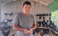 Nuôi đàn gà xương đen đẻ "trứng vàng" của chàng trai người Thái ở Điện Biên