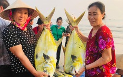 Trúng đậm mẻ cá vàng dương quý nặng 1 tấn, một ngư dân Hà Tĩnh thu ngay 300 triệu đồng sau chuyến biển