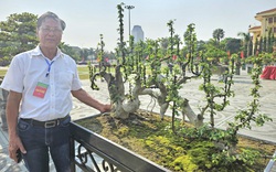 Cây cổ thụ làm cảnh đang hot có tên "Đường Trường Sơn" gây xôn xao một triển lãm ở Quảng Bình