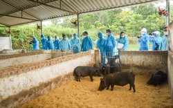 Cho lợn ăn bột chè xanh là đề tài mới lạ của một trường Đại học ở Thái Nguyên